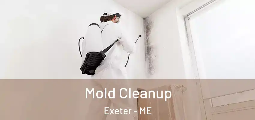  Mold Cleanup Exeter - ME