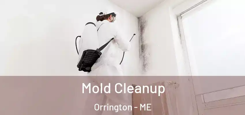  Mold Cleanup Orrington - ME