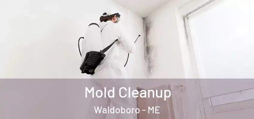  Mold Cleanup Waldoboro - ME