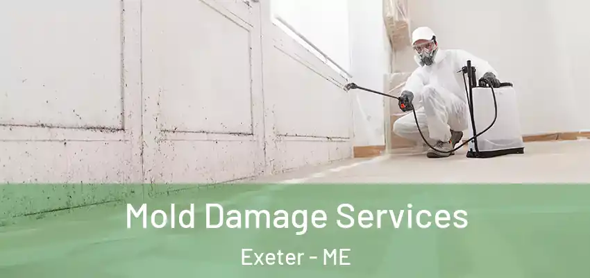  Mold Damage Services Exeter - ME