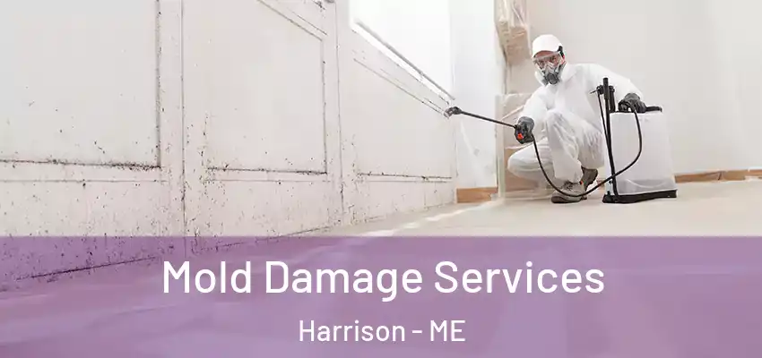  Mold Damage Services Harrison - ME
