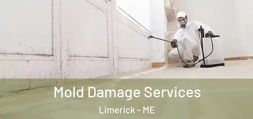  Mold Damage Services Limerick - ME