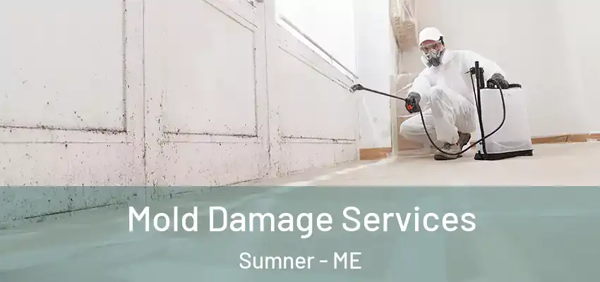  Mold Damage Services Sumner - ME