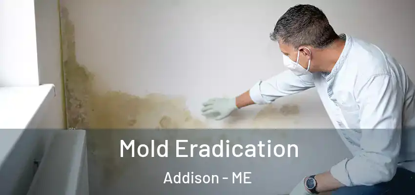  Mold Eradication Addison - ME
