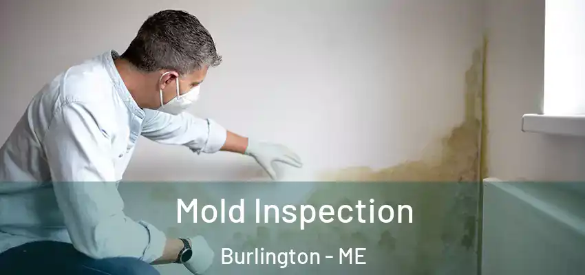 Mold Inspection Burlington - ME