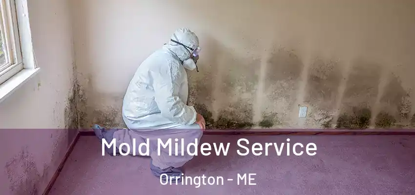  Mold Mildew Service Orrington - ME