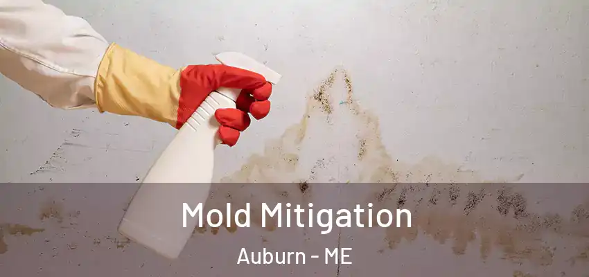  Mold Mitigation Auburn - ME