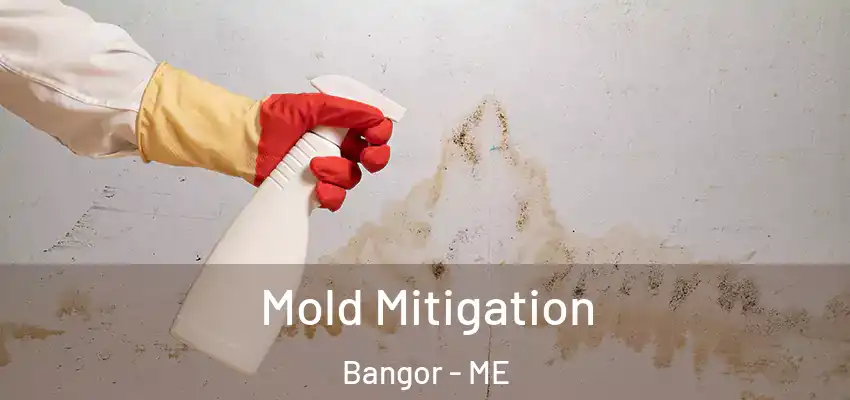  Mold Mitigation Bangor - ME