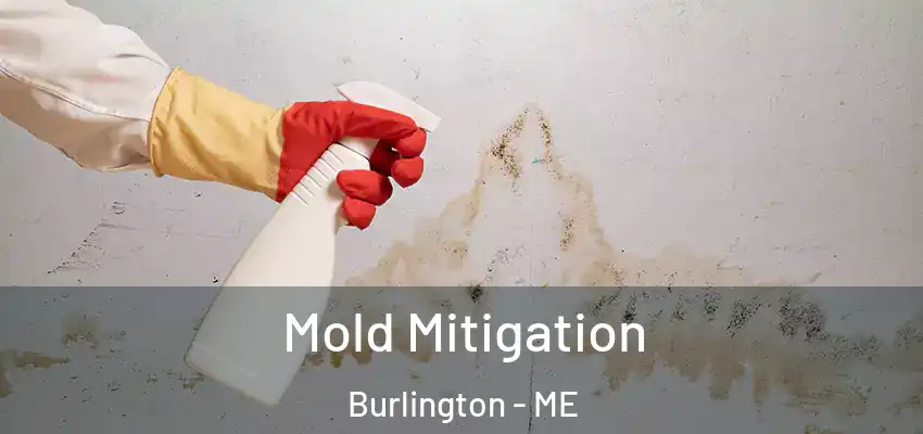  Mold Mitigation Burlington - ME