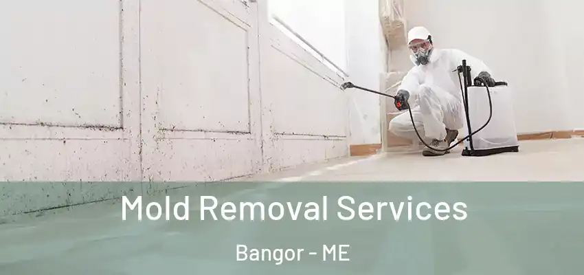  Mold Removal Services Bangor - ME