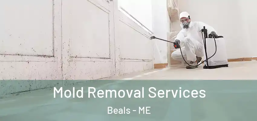  Mold Removal Services Beals - ME
