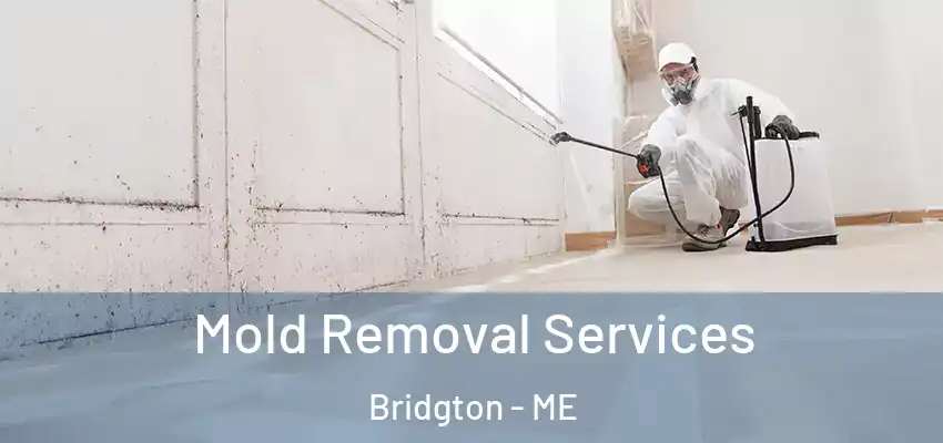  Mold Removal Services Bridgton - ME