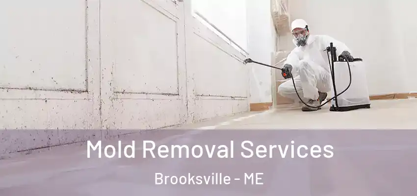  Mold Removal Services Brooksville - ME