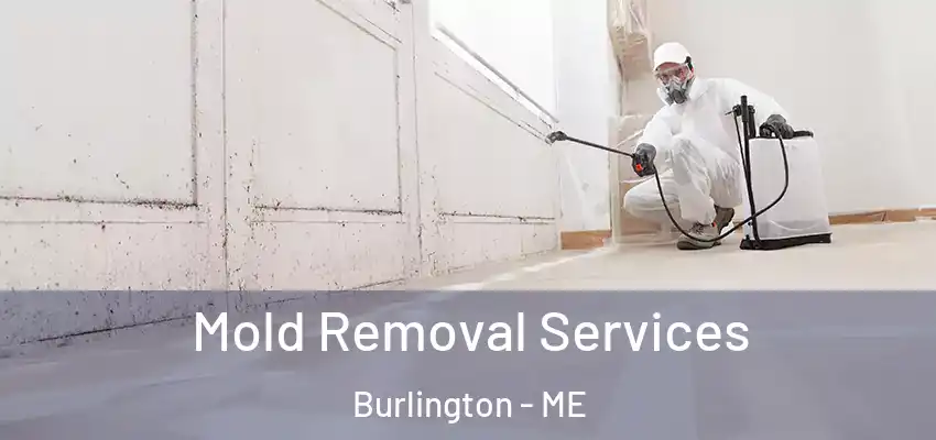  Mold Removal Services Burlington - ME