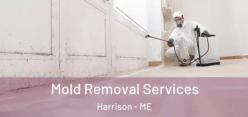 Mold Removal Services Harrison - ME