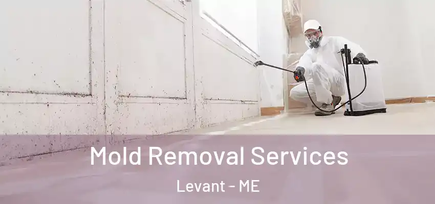  Mold Removal Services Levant - ME