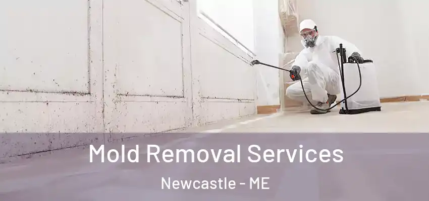  Mold Removal Services Newcastle - ME
