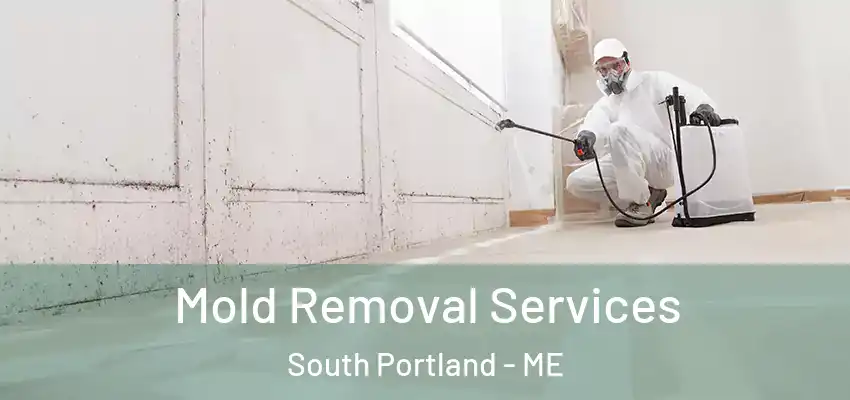  Mold Removal Services South Portland - ME