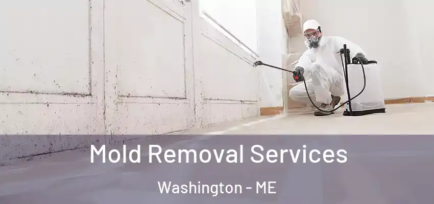  Mold Removal Services Washington - ME