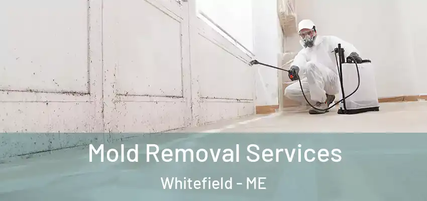  Mold Removal Services Whitefield - ME