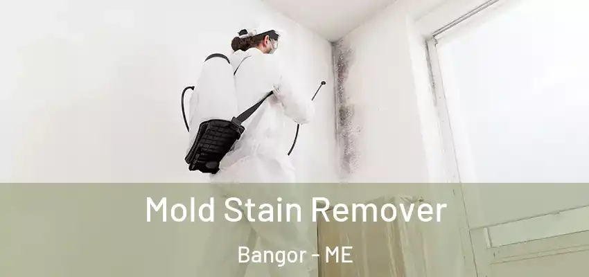  Mold Stain Remover Bangor - ME